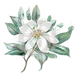 Watercolor magnolia flower on a white background. Hand-drawn illustration AI generated