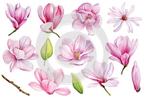 Watercolor magnolia flowers. Beautiful magnolia on a tree branch isolated on white. Set pink flower Botanical painting