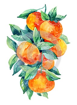 Watercolor mandarine orange fruit branch with leaves isolated on white