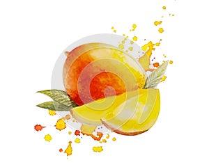 Watercolor Mango Isolated White Background