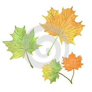 Watercolor maple leaves, hand drawn in green, yellowish and orange colors, seasonal illustration