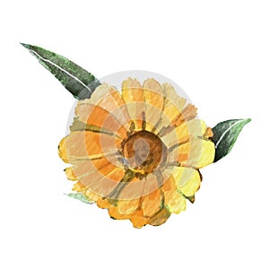 watercolor marigold calendula flowers, medecine herbs flowers