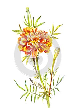 Watercolor marigold isolated on white. Hand-drawn garden flower