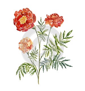 Watercolor Marigold, on the white Background.