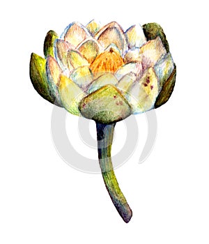 Watercolor Marsh plants. Blooming White Water Lily Flower Isolated