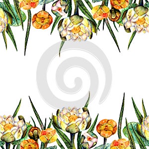 Watercolor marsh plants and herbs decorative ornament frame of white and yellow lilies