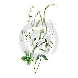 Watercolor meadow bouquet of herbs. Hand painted floral illustration isolated on white background. For design, print