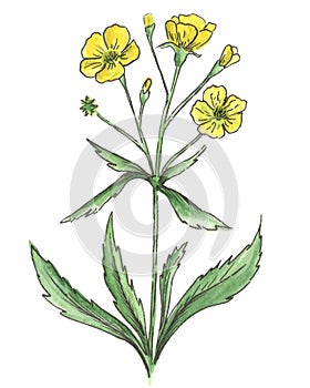 Watercolor meadow flowers. Buttercup. Isolated on white background