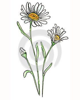 Watercolor meadow flowers. Hand drawn illustration