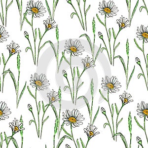 Watercolor meadow flowers. Seamless pattern of chamomile
