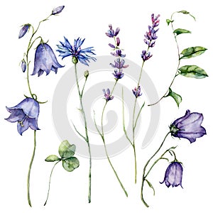 Watercolor meadow flowers set of campanula, cornflower, lavender and bindweed. Hand painted floral illustration isolated