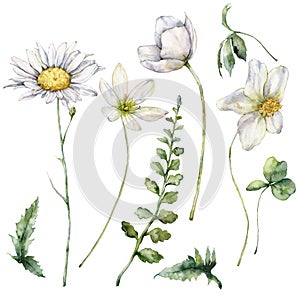 Watercolor meadow flowers set of chamomile, buttercup, geranium and clover. Hand painted floral illustration isolated on