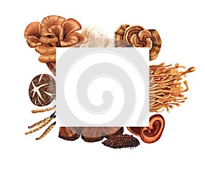Watercolor medicinal mushroom frame, adaptogenic plant. Hand-drawn illustration isolated on white background. Perfect