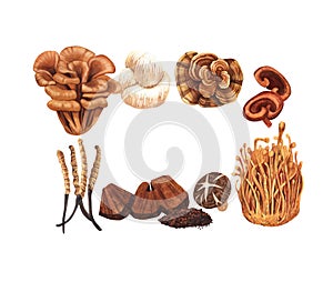 Watercolor medicinal mushroom frame, adaptogenic plant. Hand-drawn illustration isolated on white background. Perfect