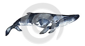 Watercolor Minke whale isolated on white background. Cute cartoon underwater animal illustration.