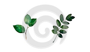 Watercolor modern decorative element set. Eucalyptus round Green leaf Wreath, greenery branches, garland, border, frame, elegant