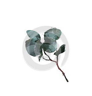Watercolor modern decorative element set. Eucalyptus round Green leaf Wreath, greenery branches, garland, border, frame, elegant
