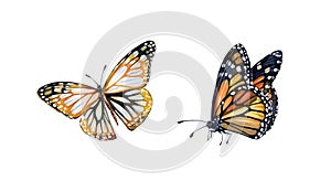 Watercolor monarch butterfly. Hand painted set of summer illustrations. Realistic insect painting isolated on white