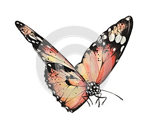 Watercolor monarch butterfly. Realistic orange insect isolated on white. Hand painted scientific illustrations. Detailed