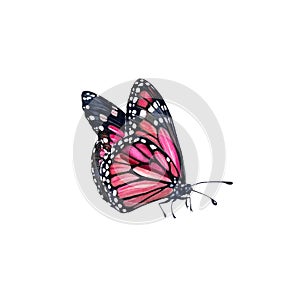 Watercolor monarch butterfly. Realistic pink insect painting isolated on white. Hand painted scientific illustrations