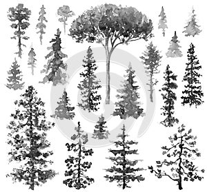 Watercolor Monochrome Conifers