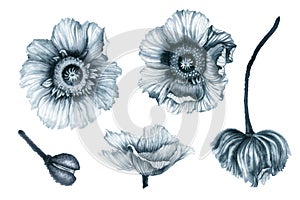 Watercolor monochrome gray-blue poppy flowers, stems, buds, leaves, vases for a bouquet, butterflies, berries, ribbons