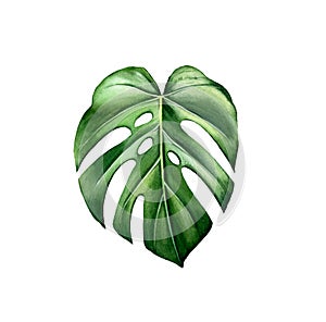 Watercolor monstera leaf. Exotic green plant isolated on white. Hand painted detailed artwork. Realistic botanical photo