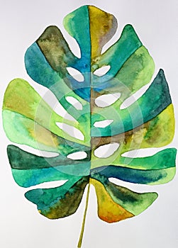 Watercolor monstera leaf photo