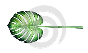 Watercolor monstera leaf isolated on a white background.