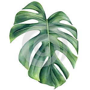 Watercolor monstera leaf, jungle flora