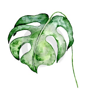 Watercolor monstera leaf. Tropical plant illustration