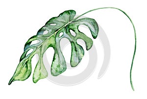 Watercolor monstera leaf. Tropical plant illustration