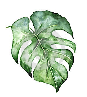 Watercolor monstera leaf. Tropical plant illustration