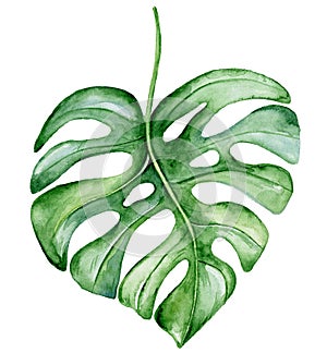 Watercolor monstera leaf. Tropical plant illustration