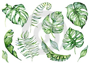 Watercolor monstera leaves set. Tropical plant illustration