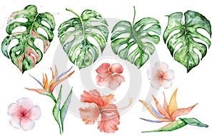 Watercolor monstera leaves set. Tropical plant illustration