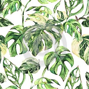 Watercolor Monstera Variegated botanical seamless pattern, tropical summer green leaves