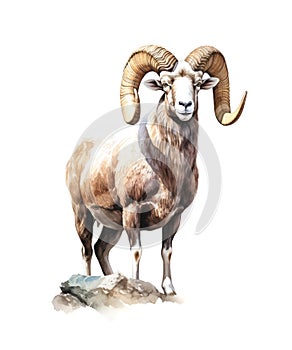 Watercolor mountain sheep isolated on white background.