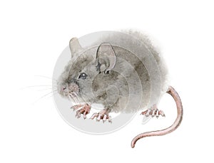 Watercolor mouse rat illustration. Hand drawn illustration of a cute fluffy gray rat