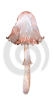 Watercolor mushroom: the hairy coprin (le coprin chevelu