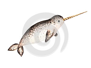 Watercolor narwhal with long tusk isolated on white background. Hand painting realistic Arctic and Antarctic ocean