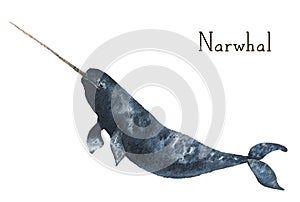Watercolor narwhal. Whale illustration isolated on white background. For design, prints or background