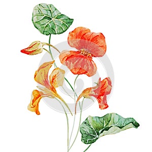 Watercolor nasturtium flower