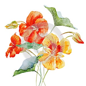 Watercolor nasturtium flower