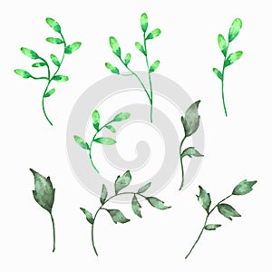 Watercolor of natural branches with different shapes. Vector illustration.