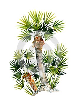 Watercolor natural fan palm trees isolated on white backgrouned