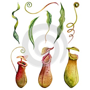 Watercolor nepenthes carnivorous plants illustration set. Tropical green red and yellow pitcher plant