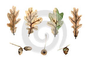 Watercolor oak leaves and acorn on branch. Botanical illustration with leaf and acorns for fall and thanksgiving day decor design