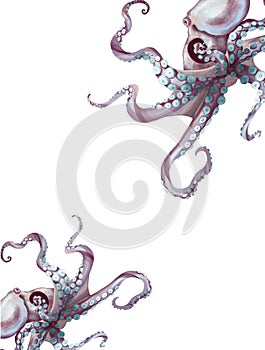 watercolor octopus. Sea pulpa, devilish with tentacles illustration is isolated on a white background photo
