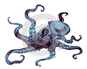 watercolor octopus. Sea pulpa, devilish with tentacles illustration is isolated on a white background photo